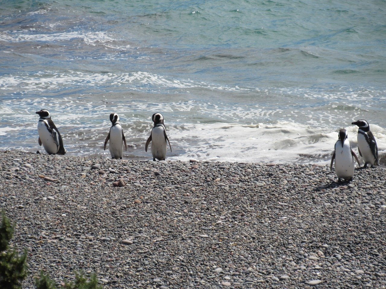 Magellanic penguins - Patagonia Argentina