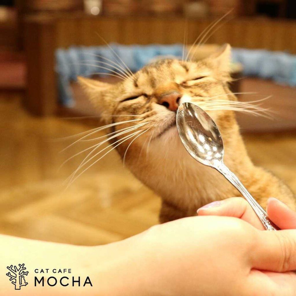Things to do in Tokyo: Cat Cafe Mocha