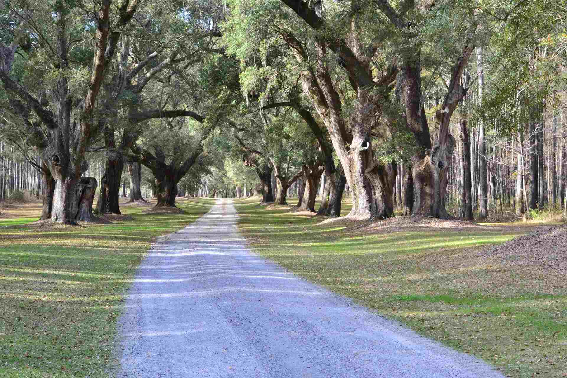 Oak Trees in South Carolina