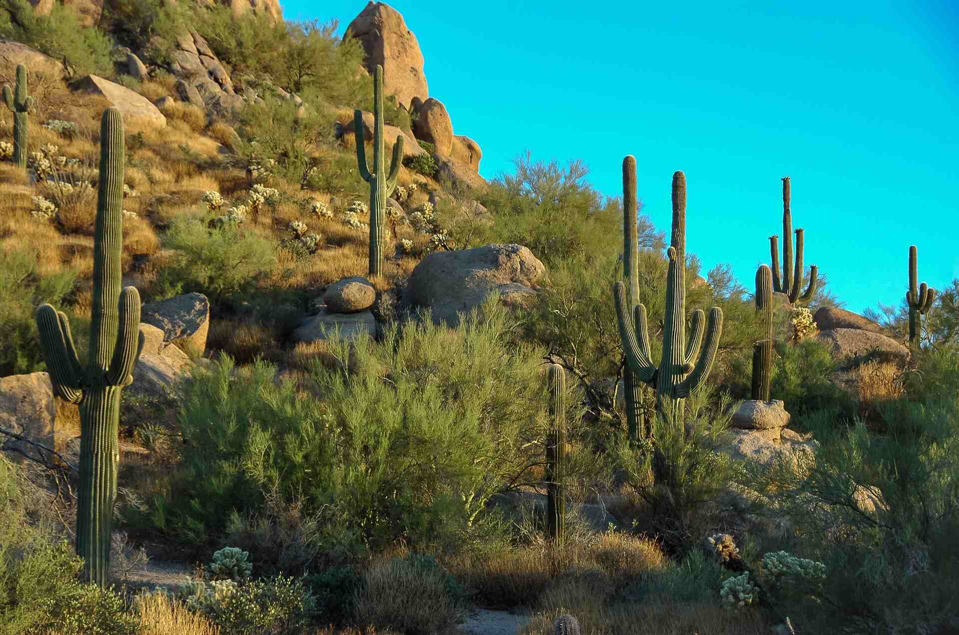 Scottsdale Cactus Vegetation